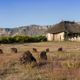 Hudad - Gelada baboons